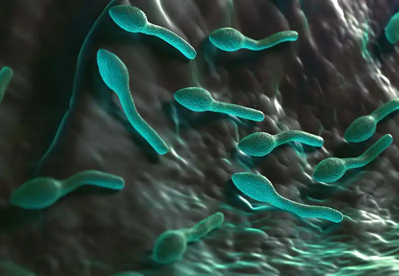 Bacteria — Exclusive 8K Medical Illustrations