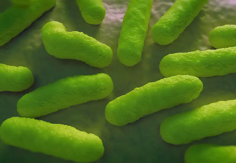 Bacteria Collection